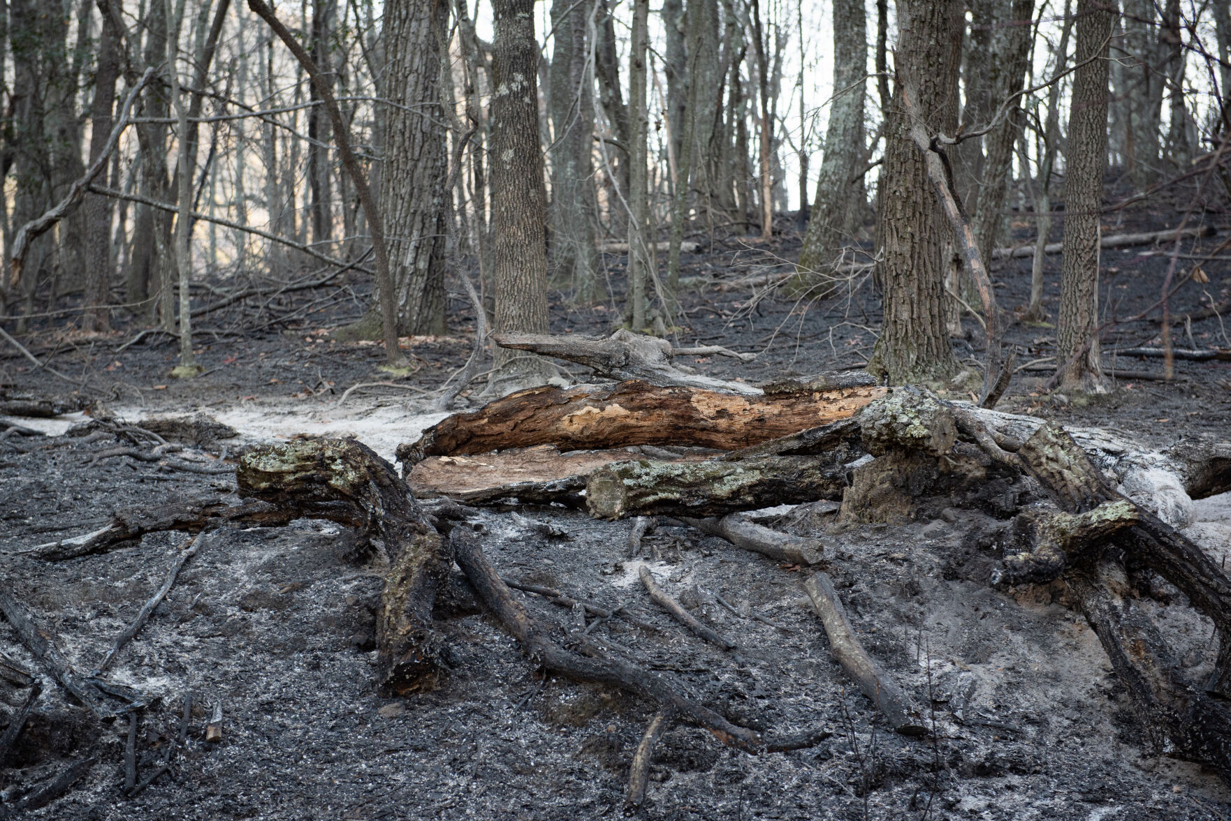 Pilot Mountain Fire Damage